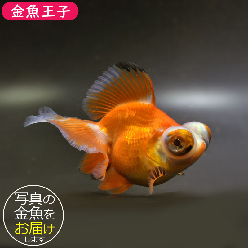 きんぎょ 桜錦 1番 全長約11.5センチ 金魚 kingyo 金魚生体 きんぎょ | 桜