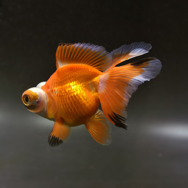 金魚王子】変わり柄蝶尾 11.5cm前後 (個体番号：cde432) 金魚