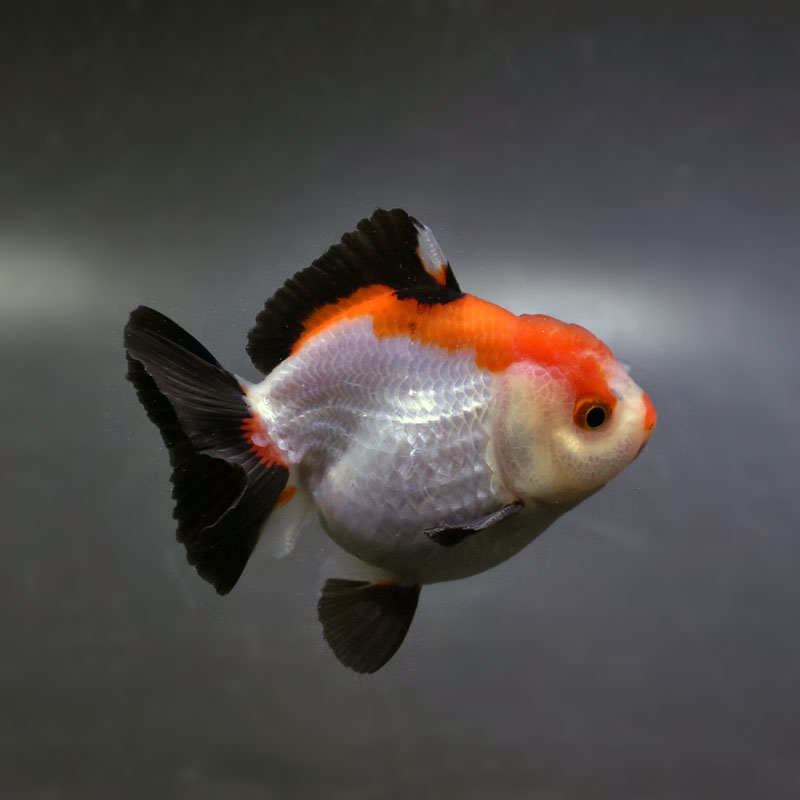 金魚王子】三色ショートテールオランダ 7.5±1cm前後 (個体番号：cde924