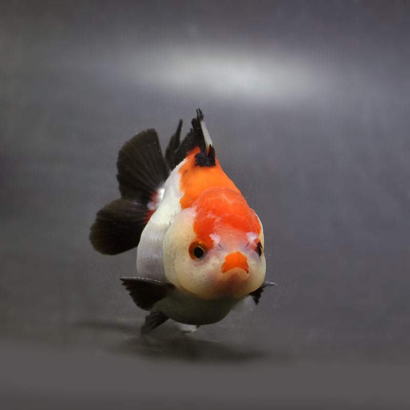 金魚王子】三色ショートテールオランダ 7.5±1cm前後 (個体番号：cde924