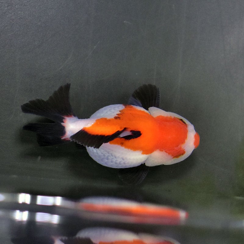 金魚王子】三色ショートテールオランダ 7.5±1cm前後 (個体番号：cde924