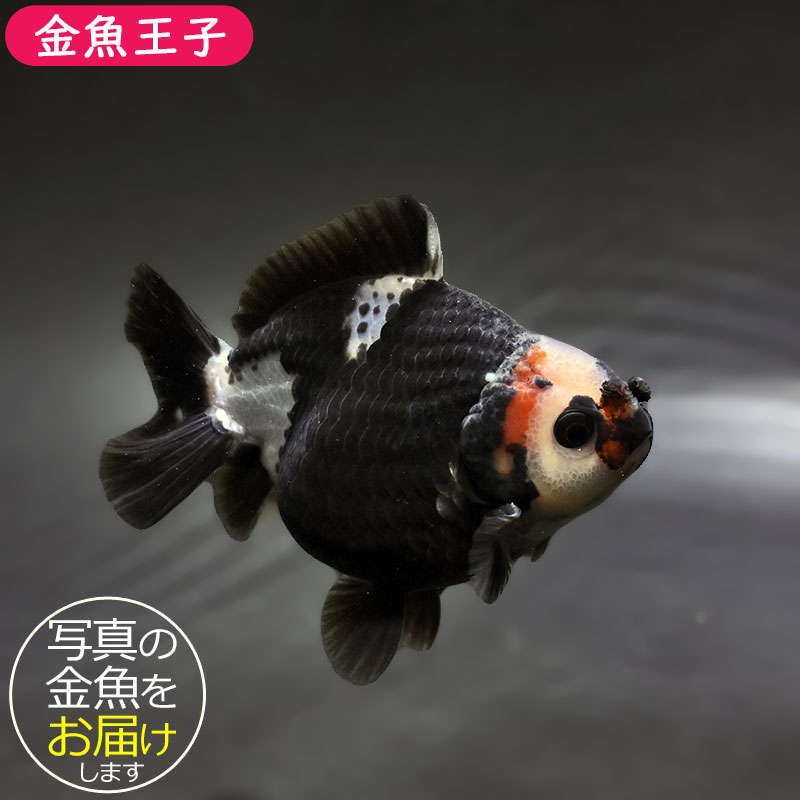 金魚王子】トリカラーオランダ 9±1cm前後 (個体番号：xsw346) 金魚