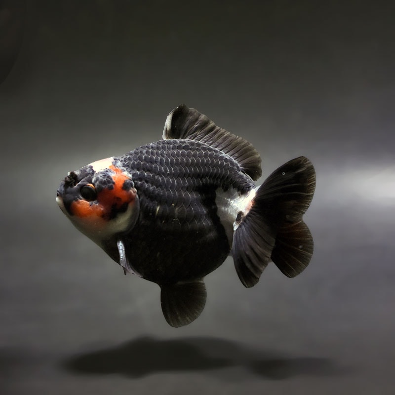 金魚王子】トリカラーオランダ 9±1cm前後 (個体番号：xsw346) 金魚