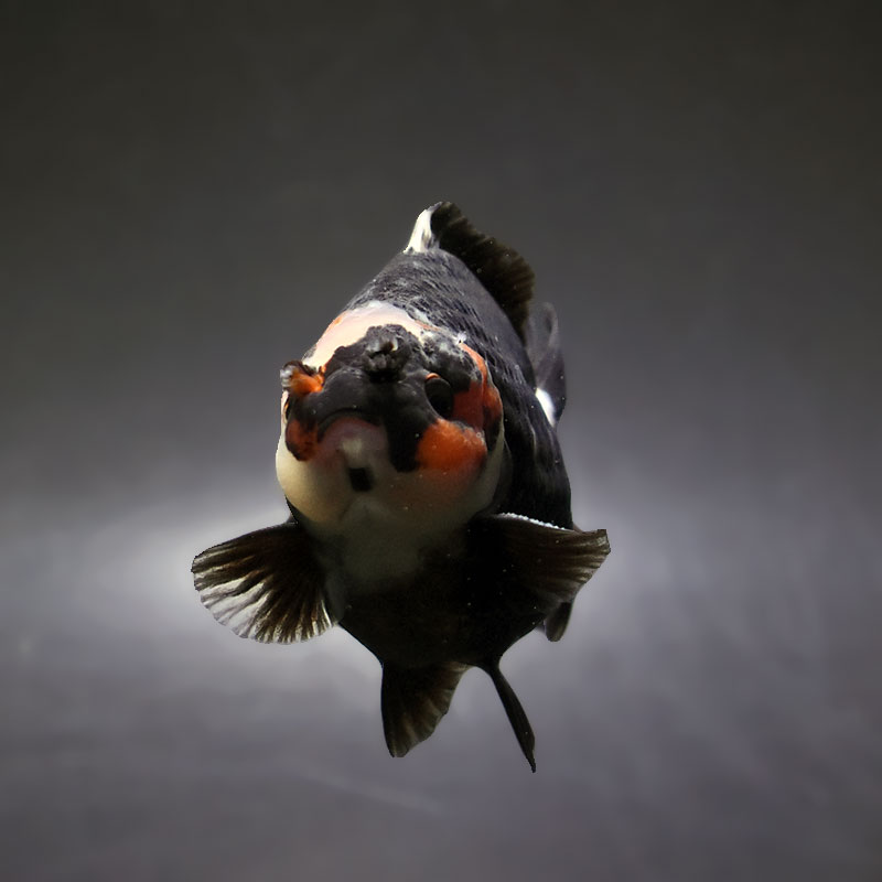 金魚王子】トリカラーオランダ 9±1cm前後 (個体番号：xsw346) 金魚
