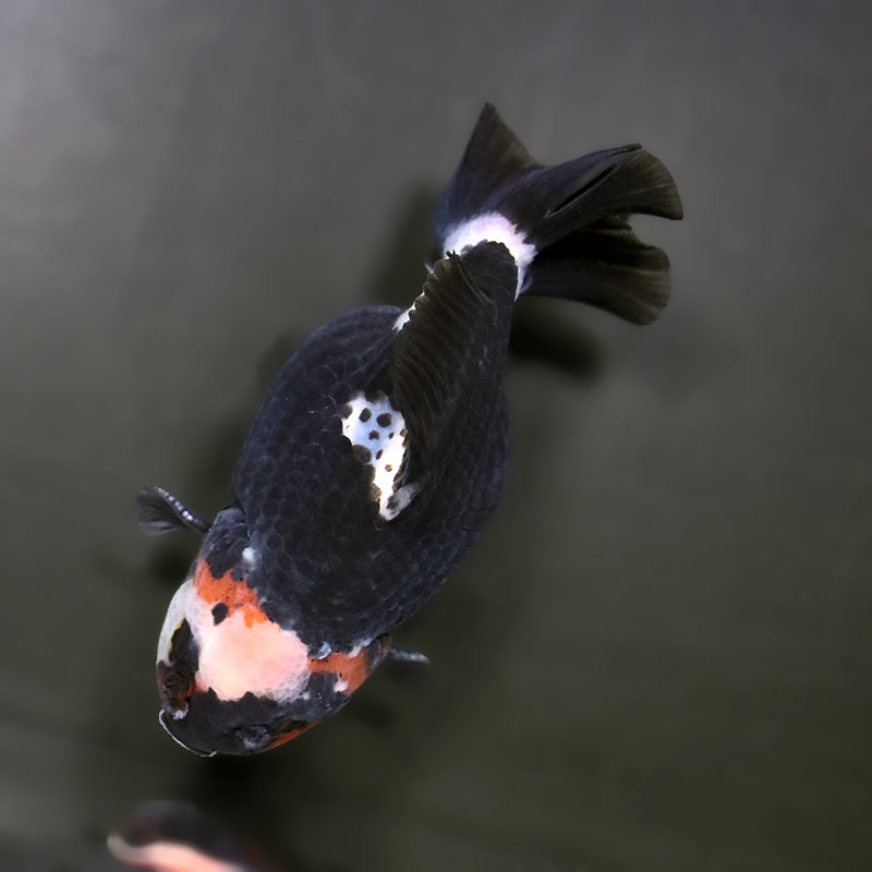 真っ黒オランダとトリカラーオランダの色変わり個体 金魚王子】トリカラーオランダ 9cm前後 (個体番号：cde739) 金魚