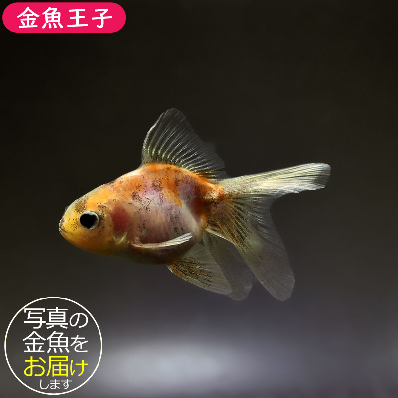 金魚王子】ハーフムーンオランダ 7.5±1cm前後 (個体番号：xsw715) 金魚