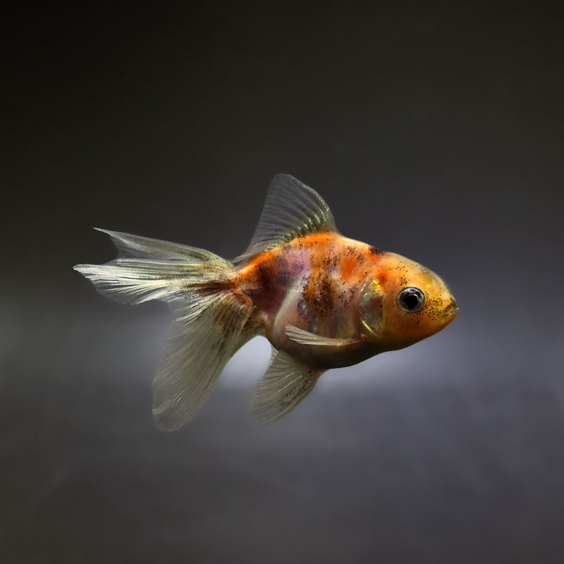 金魚王子】ハーフムーンオランダ 7.5±1cm前後 (個体番号：xsw715) 金魚