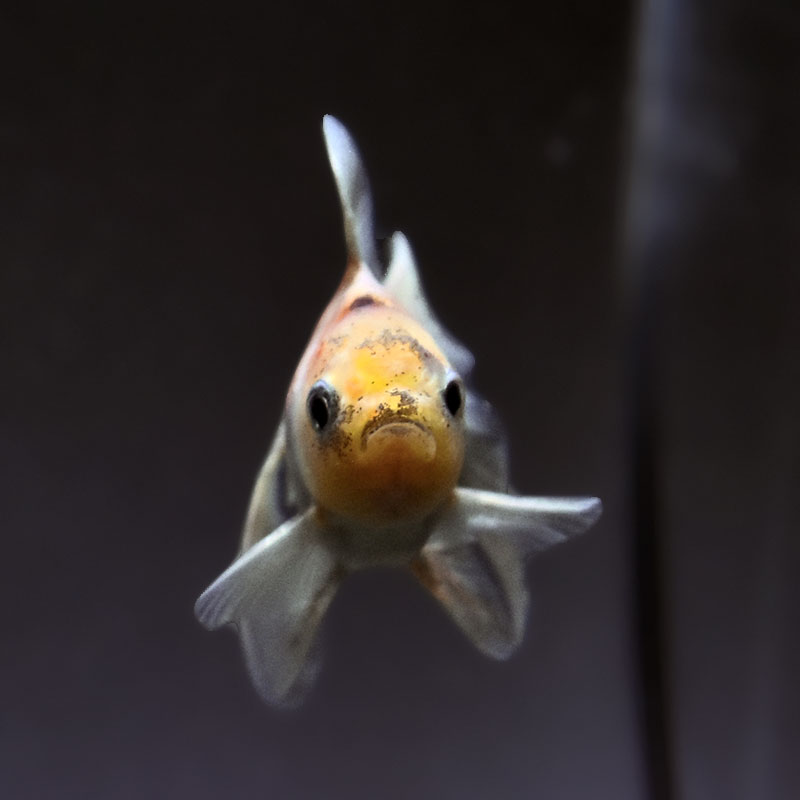 金魚王子】ハーフムーンオランダ 7.5±1cm前後 (個体番号：xsw715) 金魚