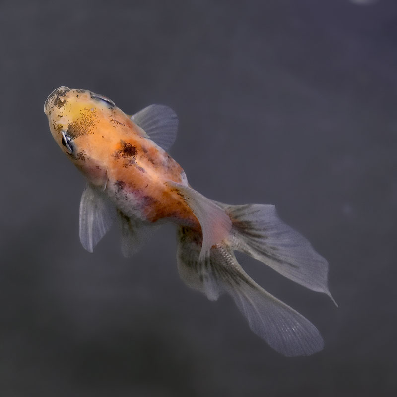 金魚王子】ハーフムーンオランダ 7.5±1cm前後 (個体番号：xsw715) 金魚