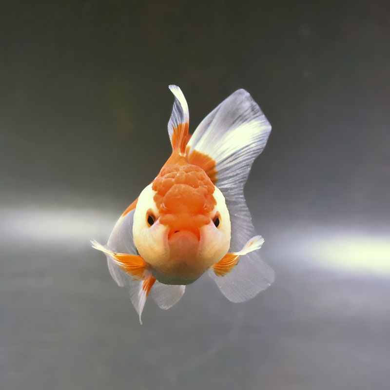 金魚王子】更紗バルーンオランダ 10cm前後 (個体番号：zaq141) 金魚