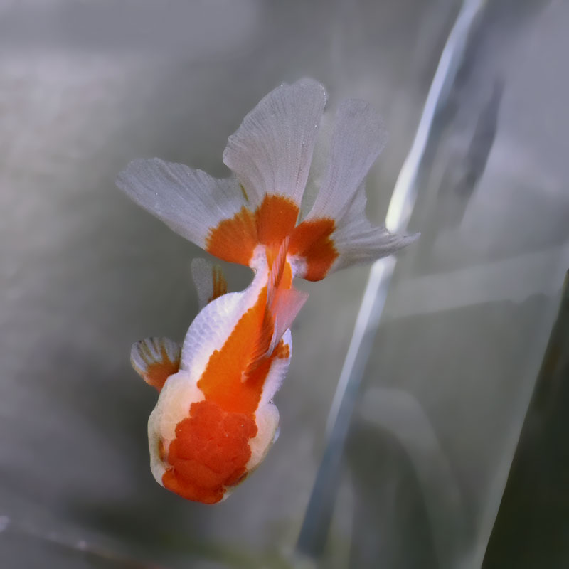 金魚王子】更紗バルーンオランダ 10cm前後 (個体番号：zaq141) 金魚