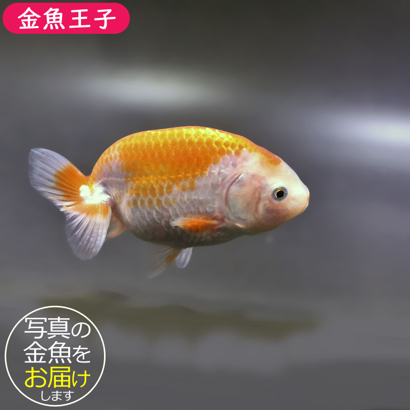金魚一位 金魚一位 珍しい金魚の種類ベスト10！高価な金魚から新品種