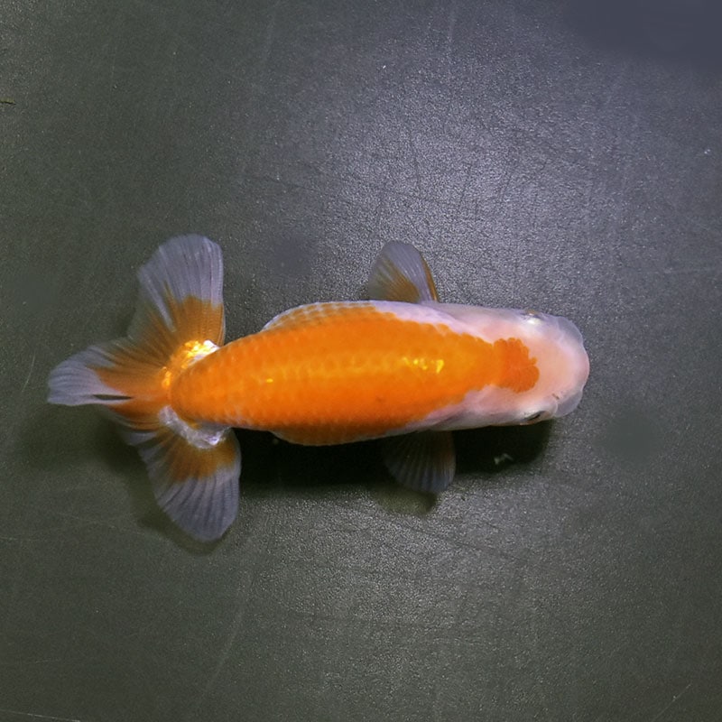 金魚王子】更紗らんちゅう 9±1cm前後 (個体番号：zaq323) 金魚