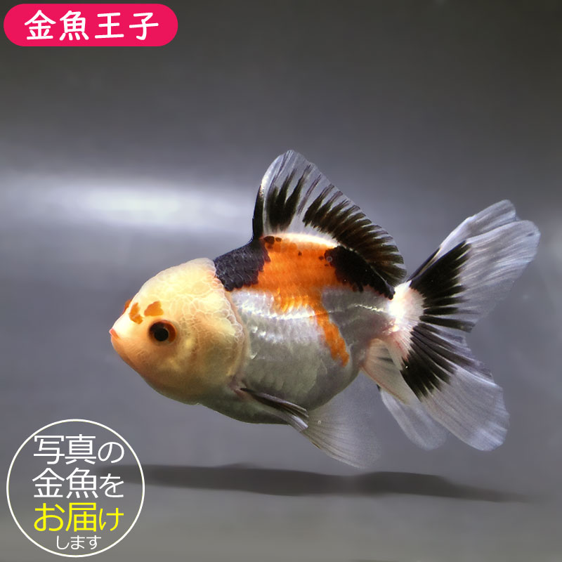 金魚王子】トリカラーオランダ 10±1cm前後 (個体番号：zaq683) 金魚
