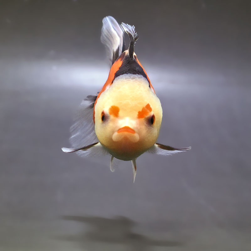 金魚王子】トリカラーオランダ 10±1cm前後 (個体番号：zaq683) 金魚