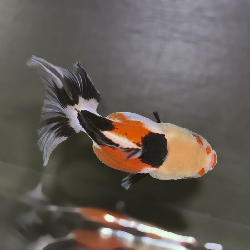 金魚王子】トリカラーオランダ 10±1cm前後 (個体番号：zaq683) 金魚