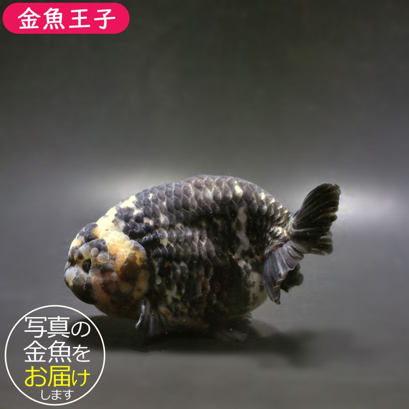 青焼様よう XEBEC 空調服&reg 半袖ブルゾン エコ・JIS制電タイプ XE98027 全