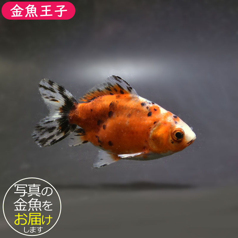 【金魚】 金魚王子】江戸地金 9cm前後 (個体番号：cde271) 金魚 きんぎょ 生体
