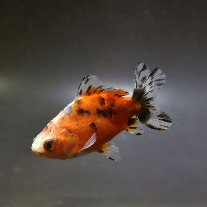 超美品 スワロフスキー デメキン 金魚 魚 2007年 11-26041601 金魚王子】江戸地金 9cm前後 (個体番号：cde271) 金魚 きんぎょ 生体
