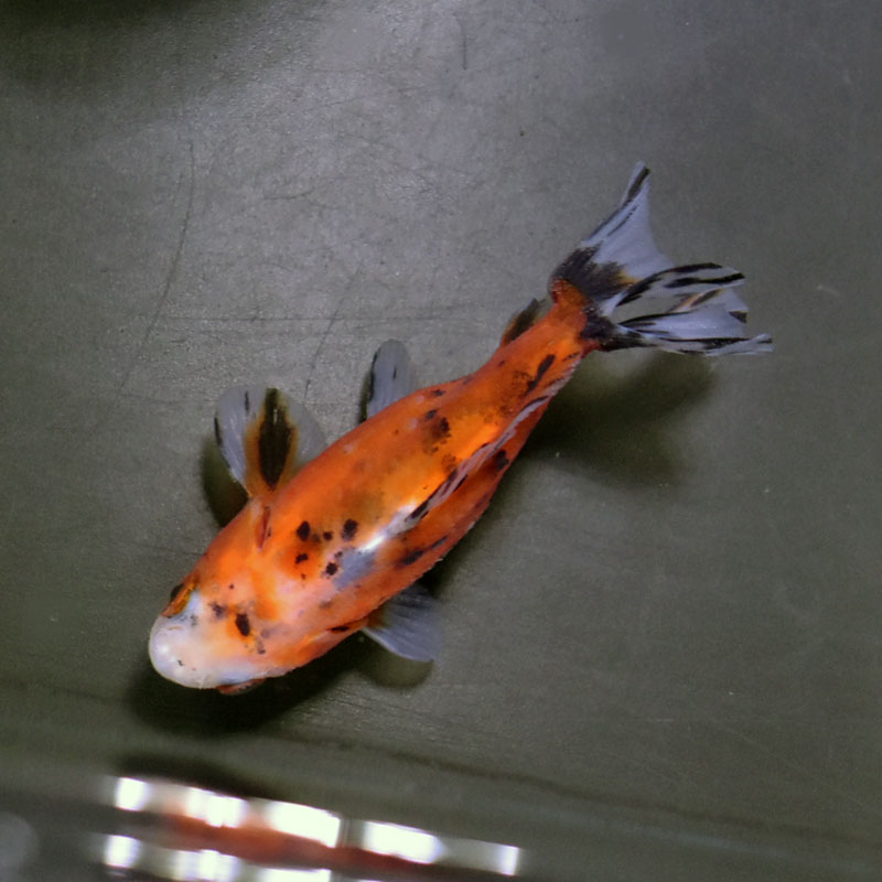 金魚王子】江戸地金 9cm前後 (個体番号：cde271) 金魚 きんぎょ 生体