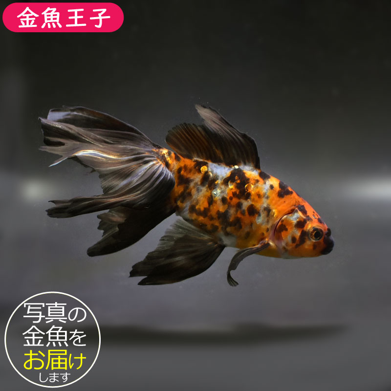 38explore MIYABI RICH SOMABITO kingyo 金魚 MIYABI RICH SOMABITO kingyo | SomAbito