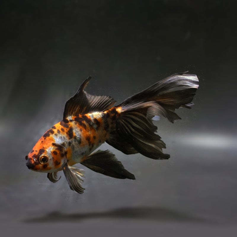 魚 ＠ 次回発送 1/6〜 金魚王子】琉金 (変わり柄／ショートテールタイプ) 6.5±1cm前後