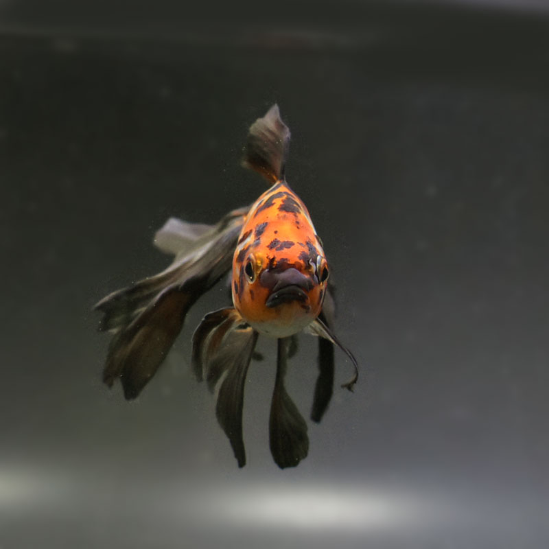 dita 京の凪金魚 金魚王子】オーロラ 15cm前後 (個体番号：cde441) 金魚 きんぎょ 生体