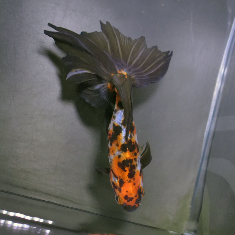 金魚オーロラ18センチ前後 国産 変わり金魚 オーロラ系 全長 14〜15cm前後 性別 オス(判別に誤り