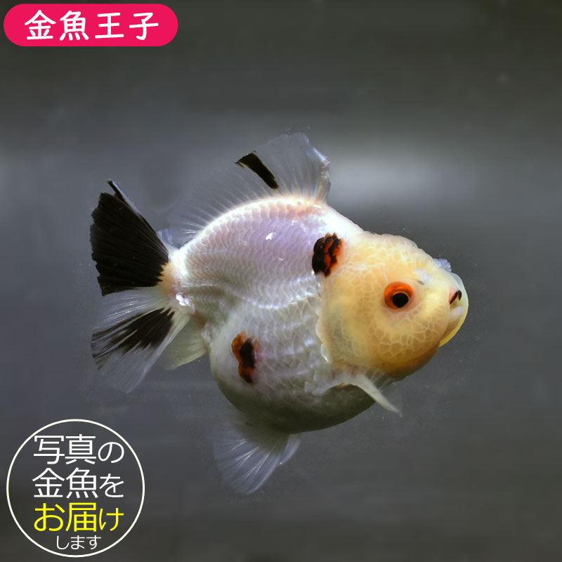 金魚王子】白黒ショートテールオランダ 7.5±1cm前後 (個体番号：cde925