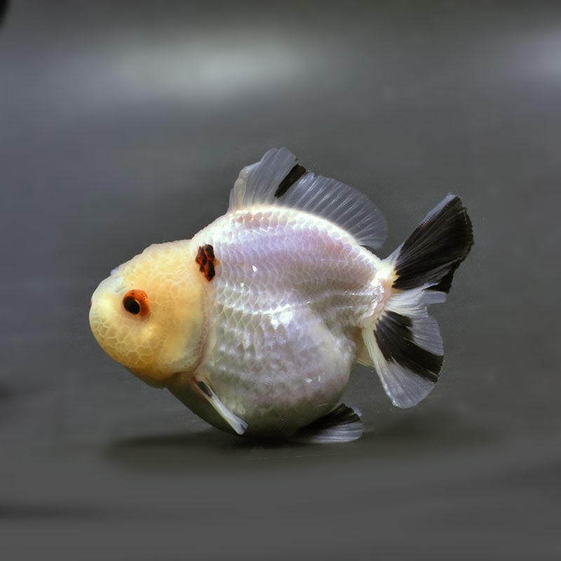 金魚王子】白黒ショートテールオランダ 7.5±1cm前後 (個体番号：cde925