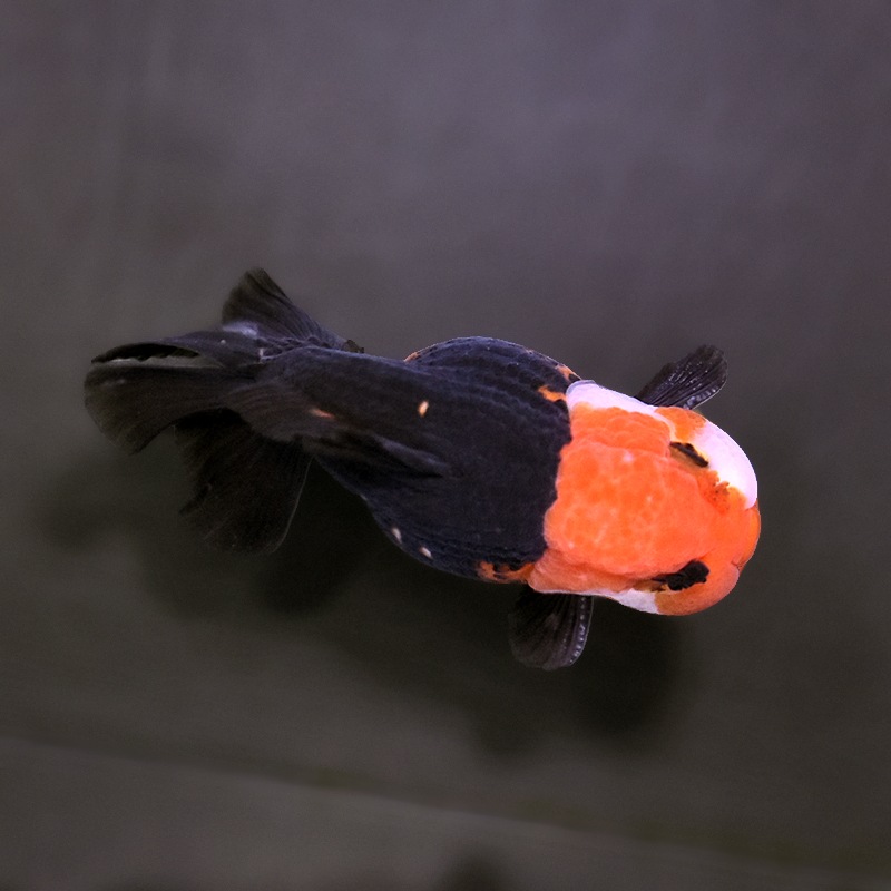 金魚王子】トリカラーオランダ 9±1cm前後 (個体番号:xsw347) 金魚 金魚王子】トリカラーオランダ 9±1cm前後 (個体番号:xsw347) 金魚