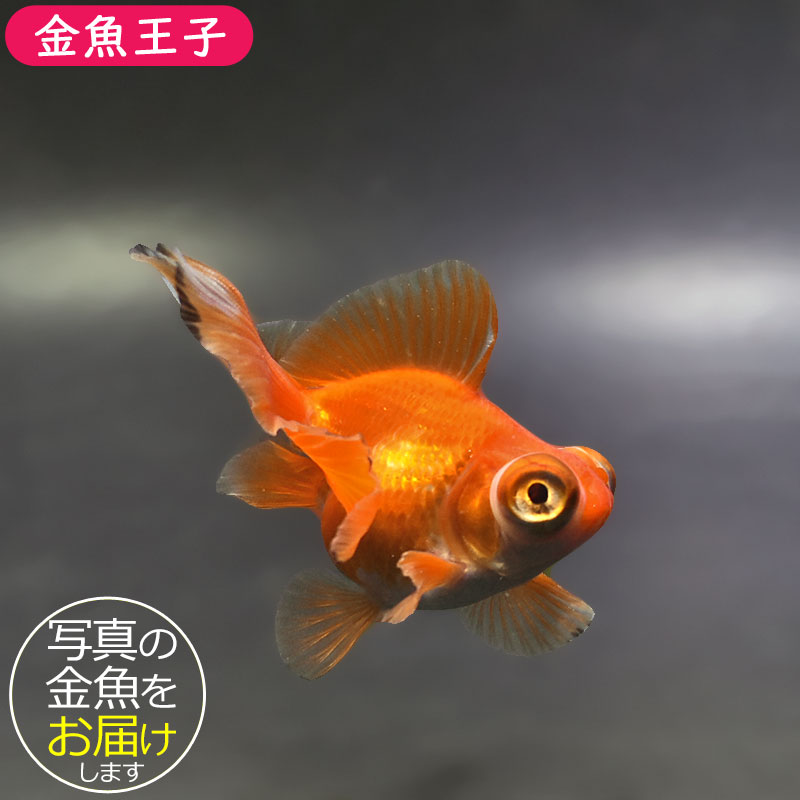 金魚王子】レッド蝶尾 7～8cm前後 (個体番号：xsw531) 金魚 きんぎょ