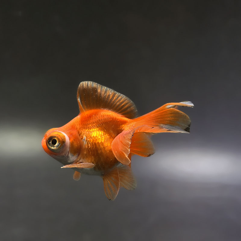 金魚王子】レッド蝶尾 7～8cm前後 (個体番号：xsw531) 金魚 きんぎょ