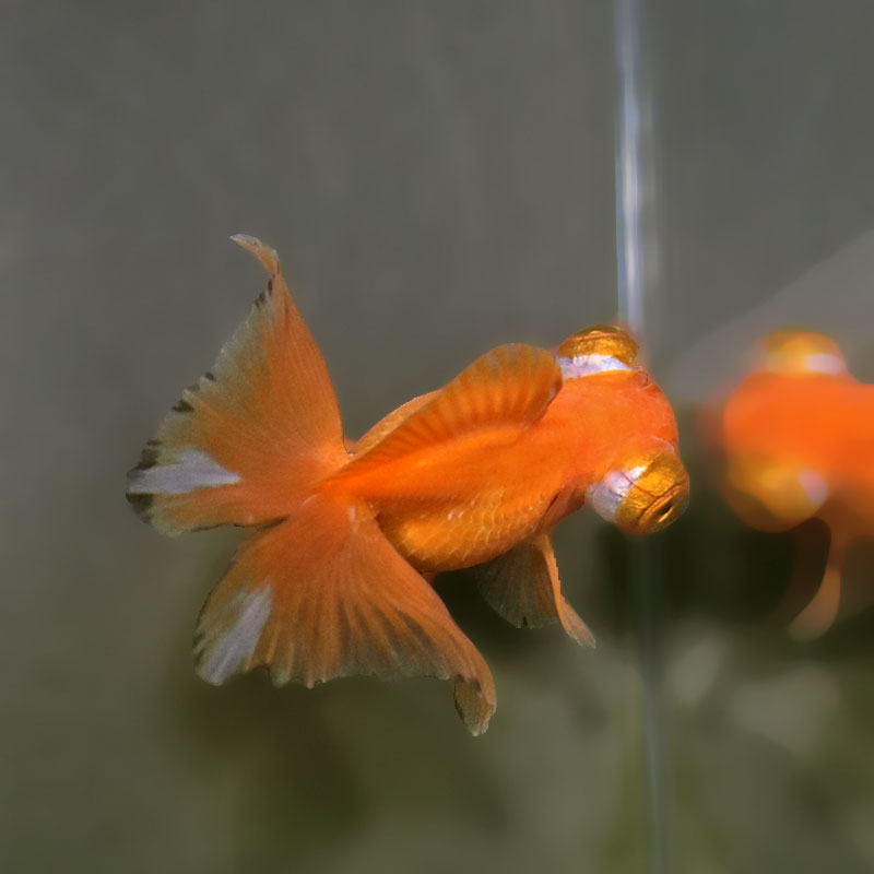 金魚王子】レッド蝶尾 7～8cm前後 (個体番号：xsw531) 金魚 きんぎょ