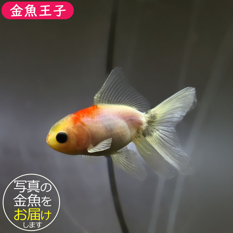 金魚王子】ハーフムーンオランダ 7.5±1cm前後 (個体番号：xsw716) 金魚