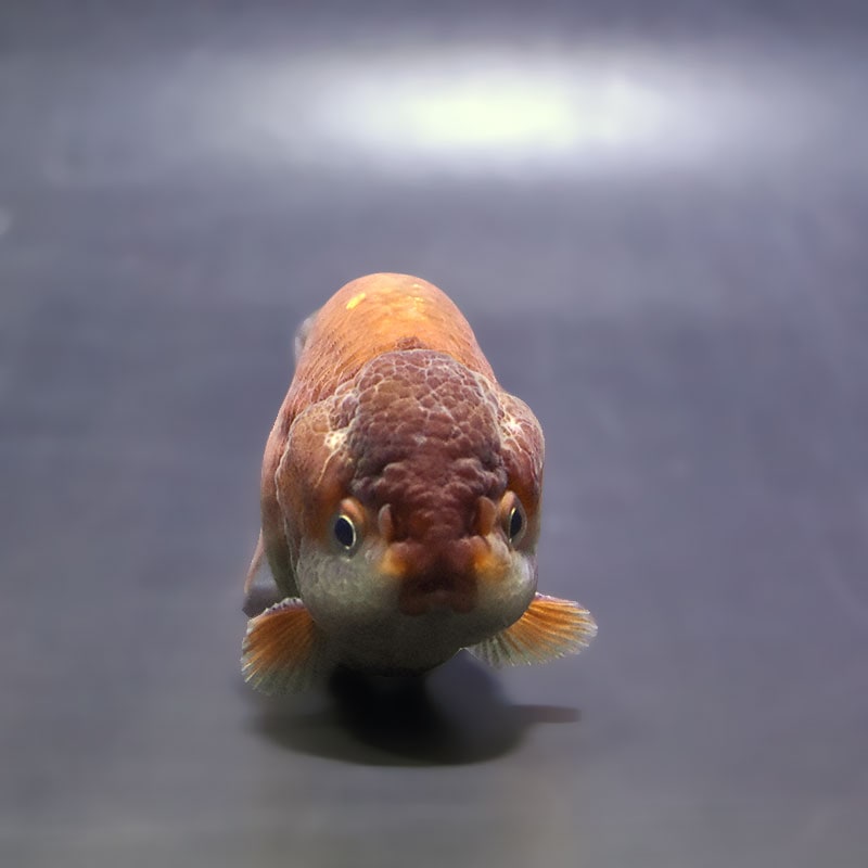 金魚王子】メノウらんちゅう 7～8cm前後 (個体番号：xsw863) 金魚