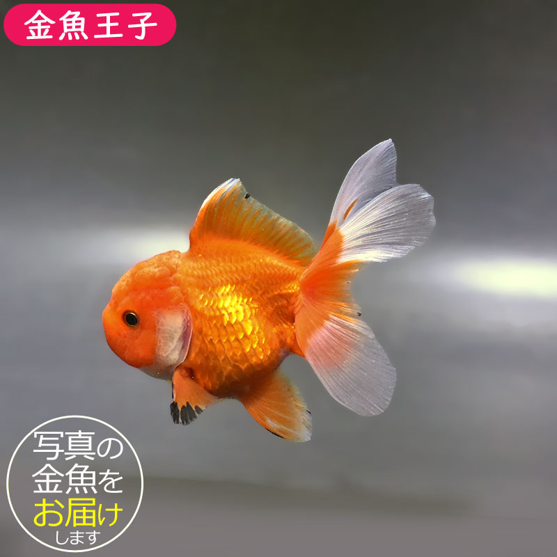 金魚王子】更紗バルーンオランダ 10cm前後 (個体番号：zaq142) 金魚