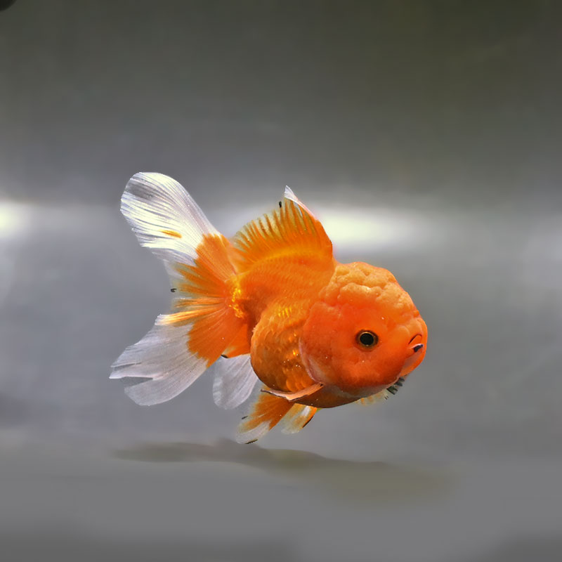 金魚王子】更紗バルーンオランダ 10cm前後 (個体番号：zaq142) 金魚