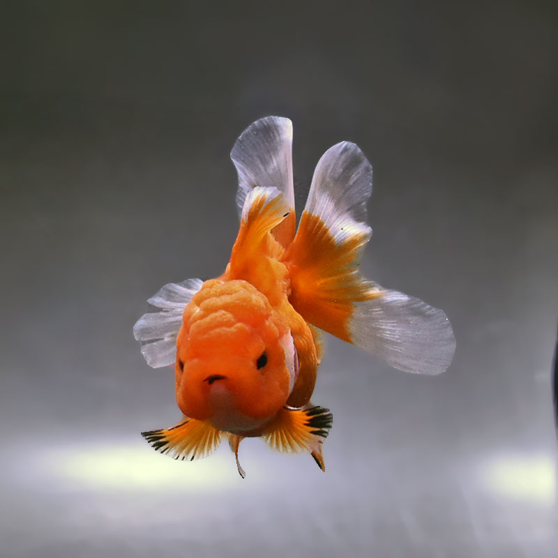 金魚王子】更紗バルーンオランダ 10cm前後 (個体番号：zaq142) 金魚