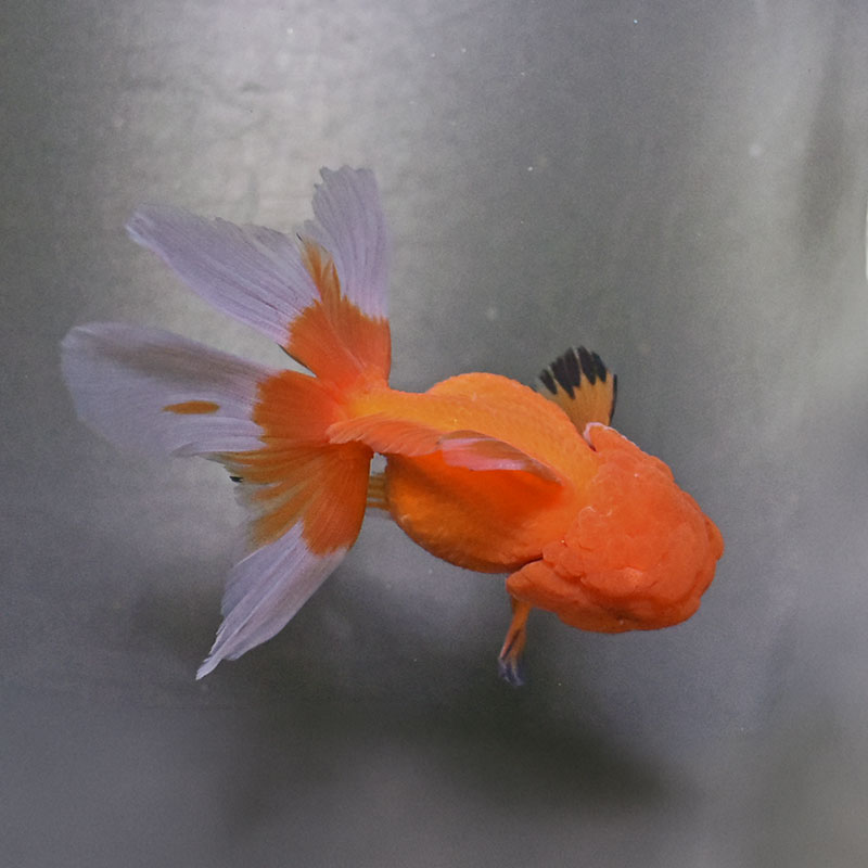 金魚王子】更紗バルーンオランダ 10cm前後 (個体番号：zaq142) 金魚