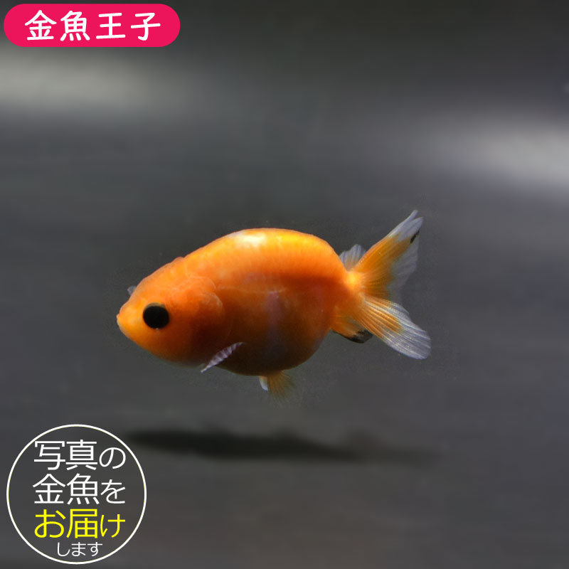 金魚王子】更紗らんちゅう 6±1cm前後 (個体番号：cde451) 金魚