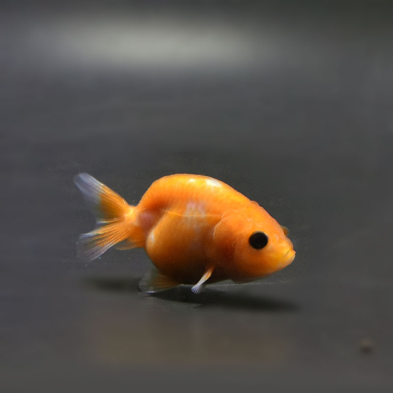 金魚-上物更紗らんちゅう6匹 金魚王子】更紗らんちゅう 6±1cm前後 (個体番号：cde451) 金魚
