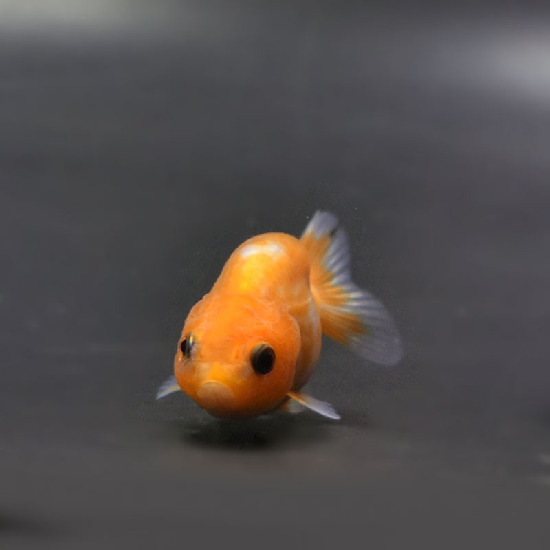 金魚王子】更紗らんちゅう 6±1cm前後 (個体番号：cde451) 金魚