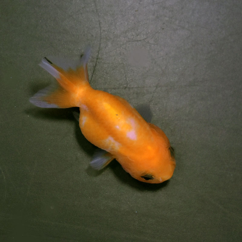 金魚王子】更紗らんちゅう 6±1cm前後 (個体番号：cde451) 金魚