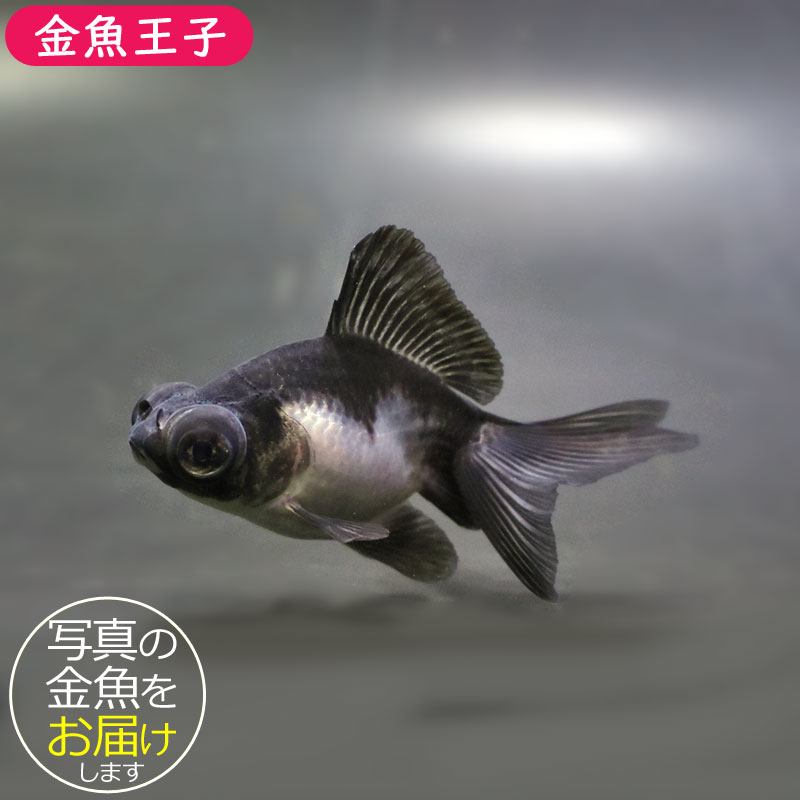 金魚王子】パンダ（白黒）蝶尾 8±1cm前後 (個体番号：cde617) 金魚