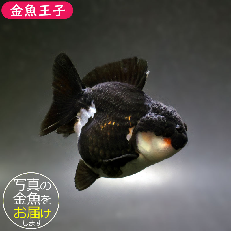 金魚王子】白黒ショートテールオランダ 7.5±1cm前後 (個体番号：cde926