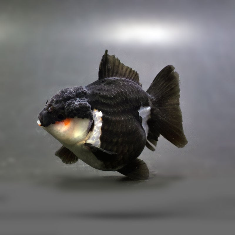 金魚王子】白黒ショートテールオランダ 7.5±1cm前後 (個体番号：cde926