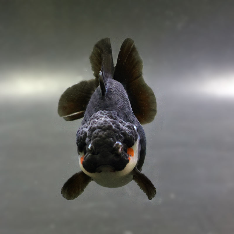 金魚王子】白黒ショートテールオランダ 7.5±1cm前後 (個体番号：cde926