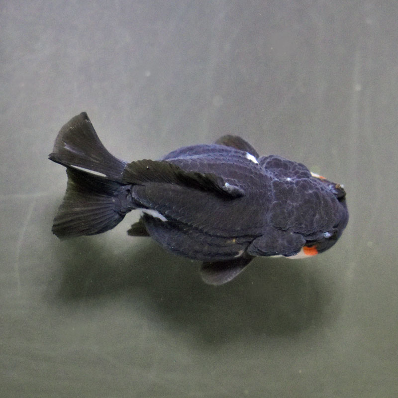 白黒オランダショートテール Amazon | 【金魚】薩摩産 白黒オランダ ショートテール M 1匹（生体