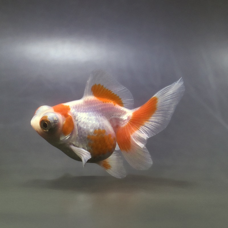 金魚王子】更紗蝶尾 9cm前後 (個体番号：xsw351) 金魚 きんぎょ 生体